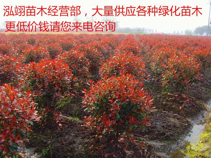 常年批发供应红叶石楠球高杆红叶石楠球价格低树型好