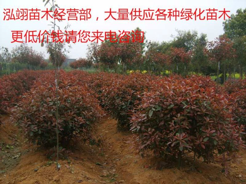 常年批发供应红叶石楠球高杆红叶石楠球价格低树型好