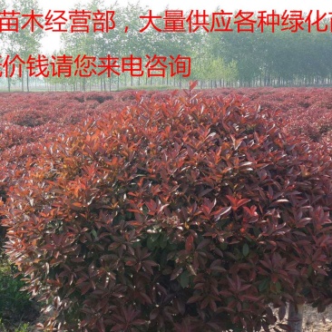 常年批发供应红叶石楠球高杆红叶石楠球价格低树型好