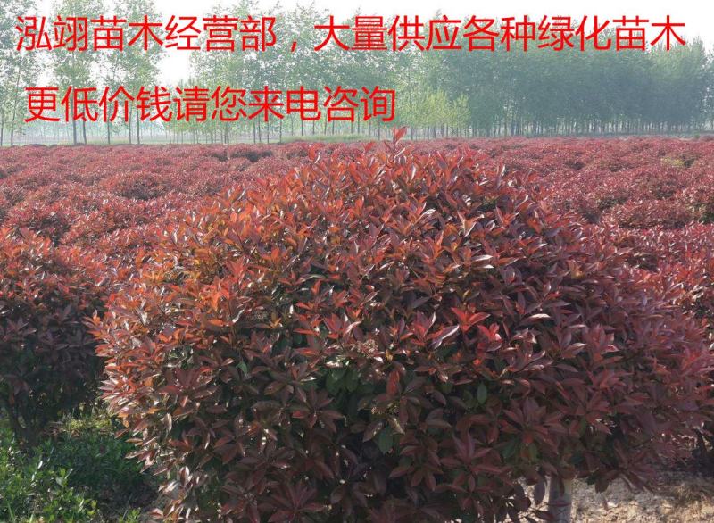 常年批发供应红叶石楠球高杆红叶石楠球价格低树型好