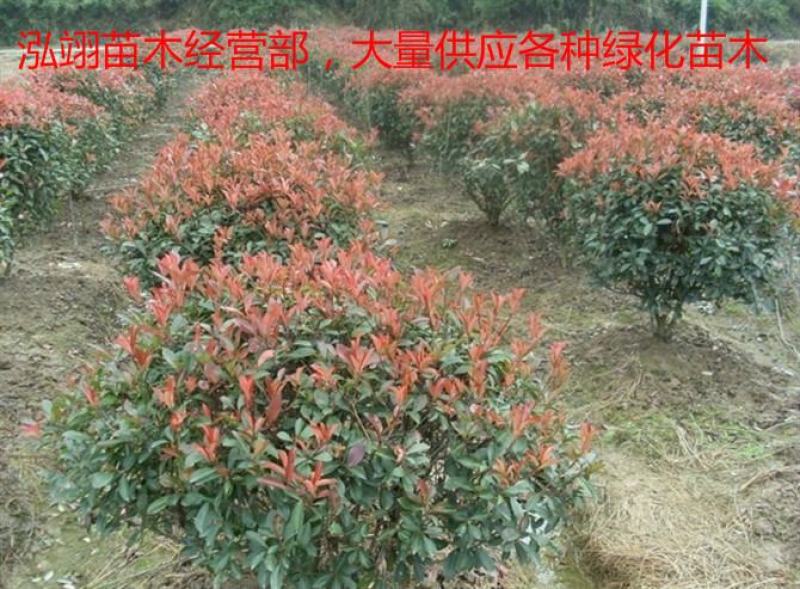 常年批发供应红叶石楠球高杆红叶石楠球价格低树型好