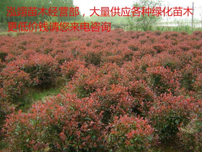 常年批发供应红叶石楠球高杆红叶石楠球价格低树型好