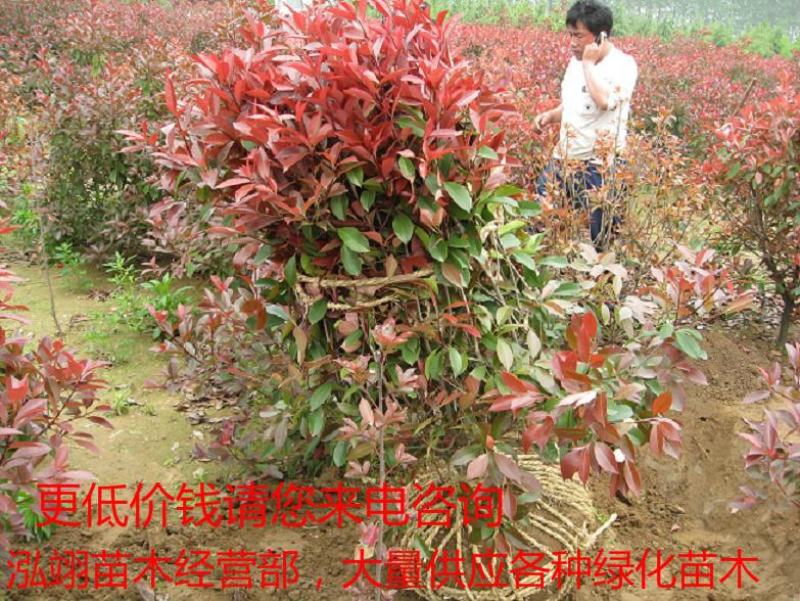 常年批发供应红叶石楠球高杆红叶石楠球价格低树型好