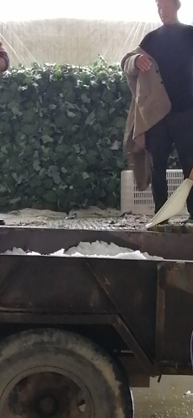 河南扶沟县，精品耐寒西兰花，已大量上市，可全国代发。