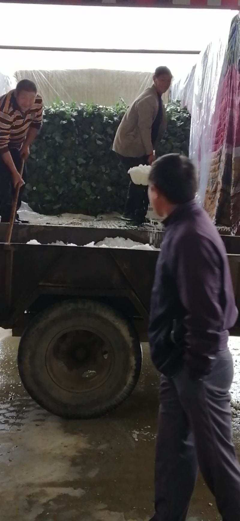 河南扶沟县，精品耐寒西兰花，已大量上市，可全国代发。