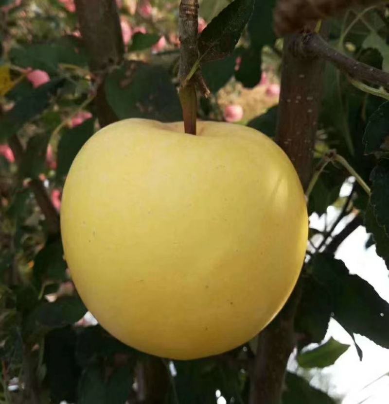 早熟，月香苹果苗鲁丽苹果苗包品种纯度，公司签订合同