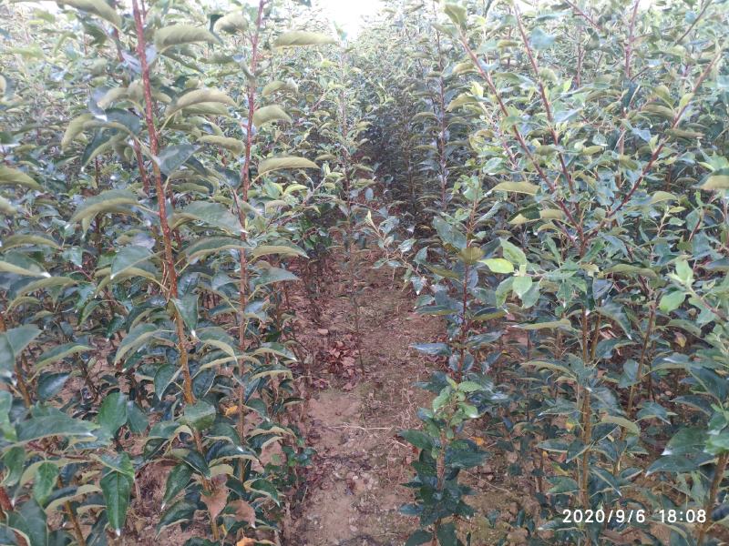 早熟，月香苹果苗鲁丽苹果苗包品种纯度，公司签订合同