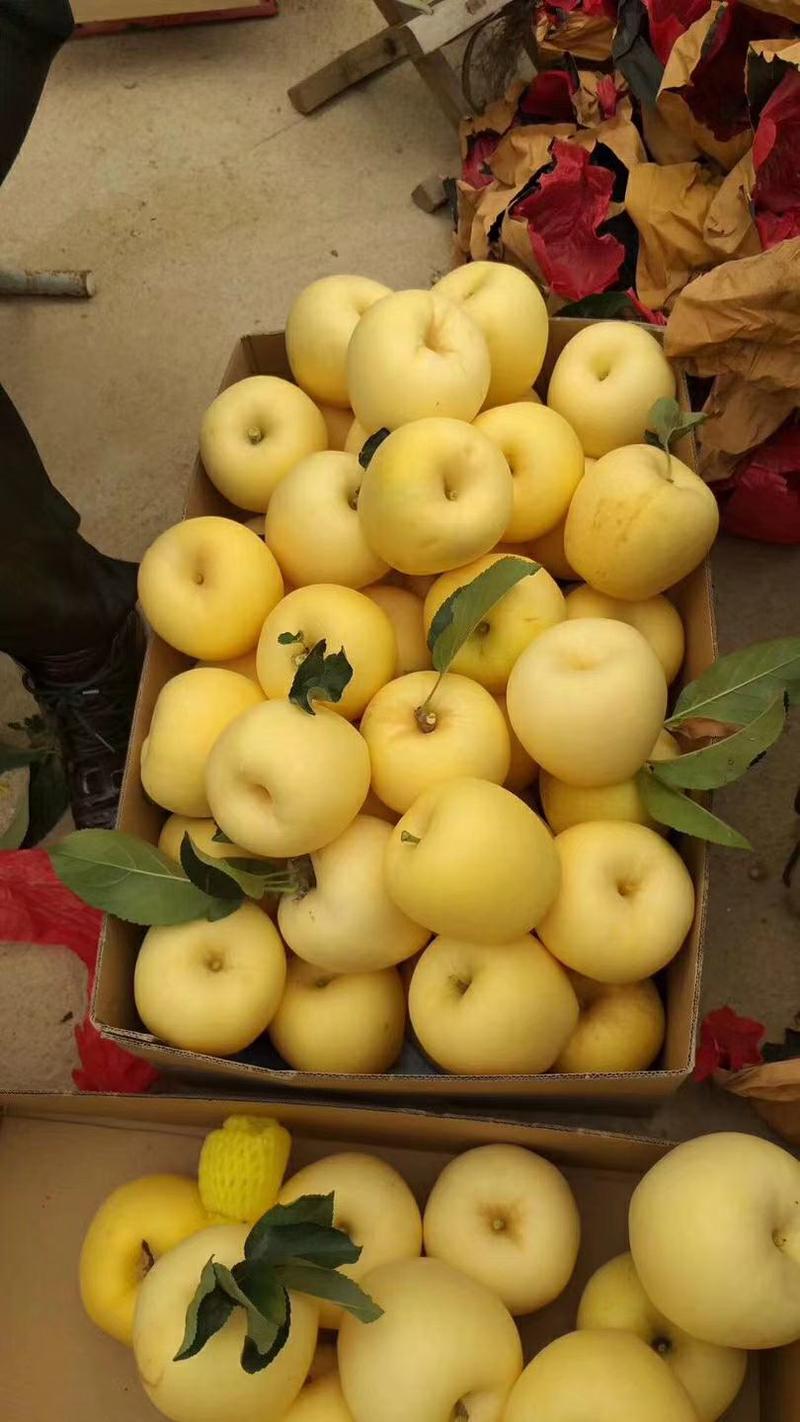 维纳斯黄金苹果苗，鲁丽苹果苗包品种纯度，公司签订合同