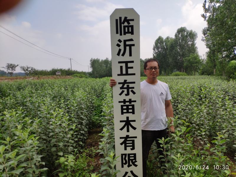 早熟，月香苹果苗鲁丽苹果苗包品种纯度，公司签订合同