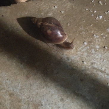 蜗牛这种蜗牛有人收购吗野生的