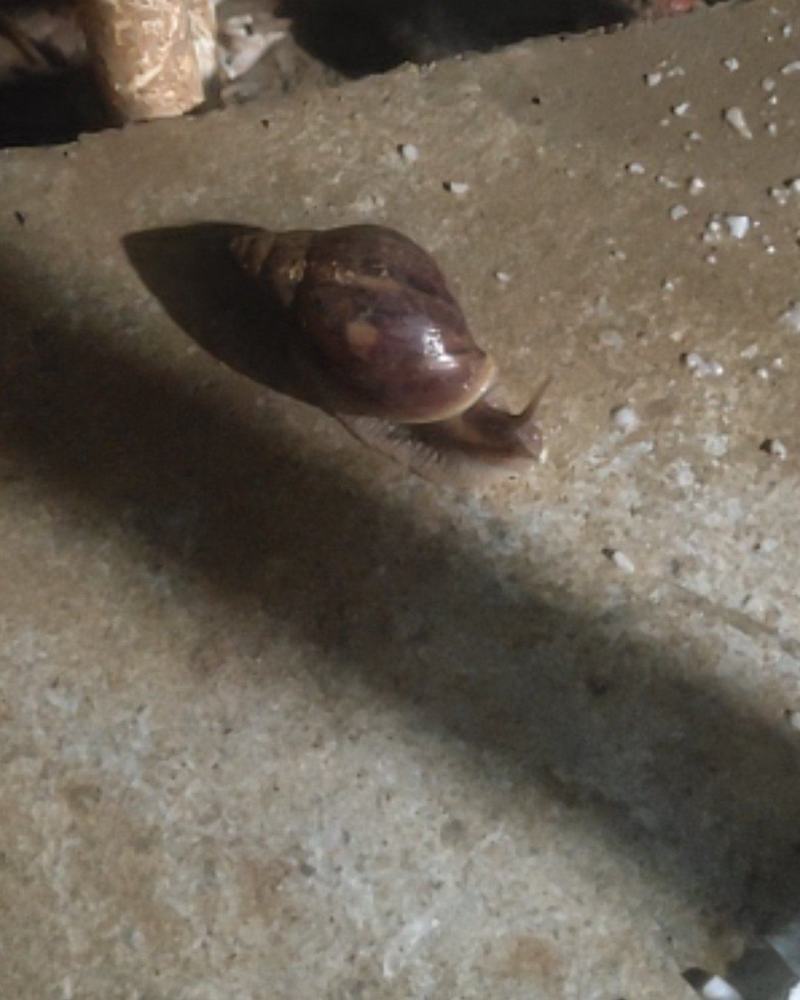 蜗牛这种蜗牛有人收购吗野生的