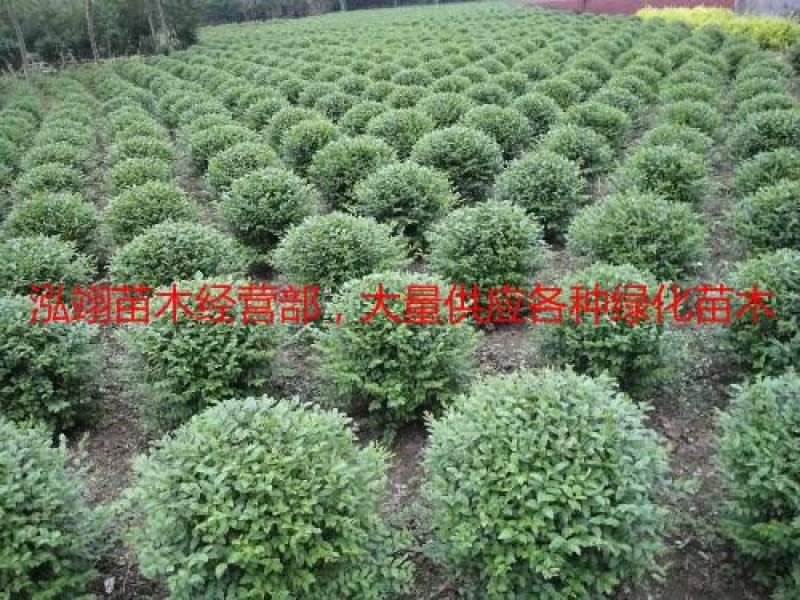 小叶女贞球种植基地海量现货销售中冠幅圆满球形好