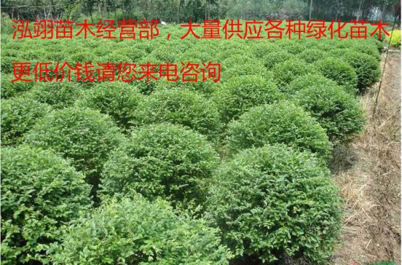 小叶女贞球种植基地海量现货销售中冠幅圆满球形好