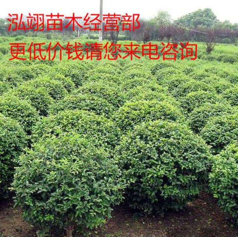 小叶女贞球种植基地海量现货销售中冠幅圆满球形好