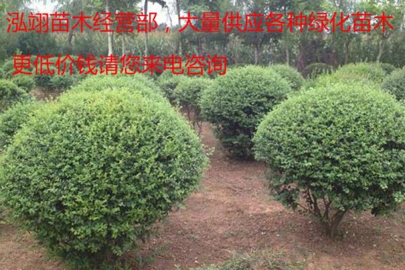 小叶女贞球种植基地海量现货销售中冠幅圆满球形好