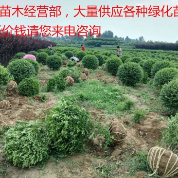 小叶女贞球种植基地海量现货销售中冠幅圆满球形好
