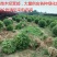 小叶女贞球种植基地海量现货销售中冠幅圆满球形好