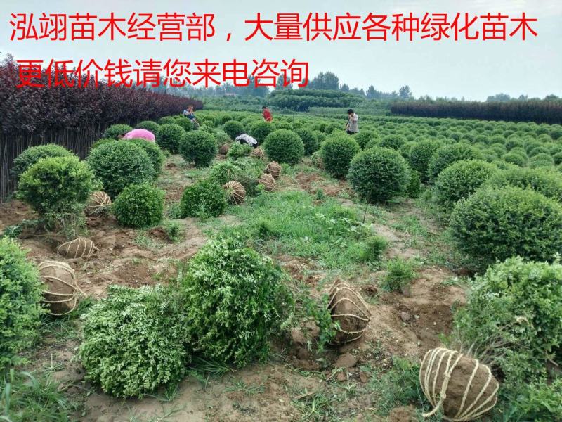 小叶女贞球种植基地海量现货销售中冠幅圆满球形好