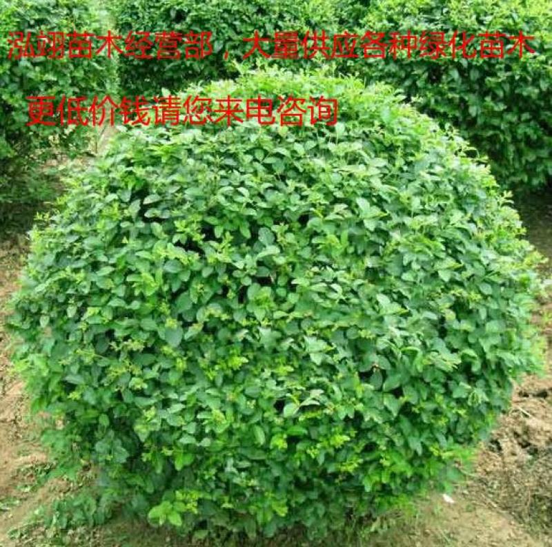 小叶女贞球种植基地海量现货销售中冠幅圆满球形好