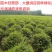 小叶女贞球种植基地海量现货销售中冠幅圆满球形好