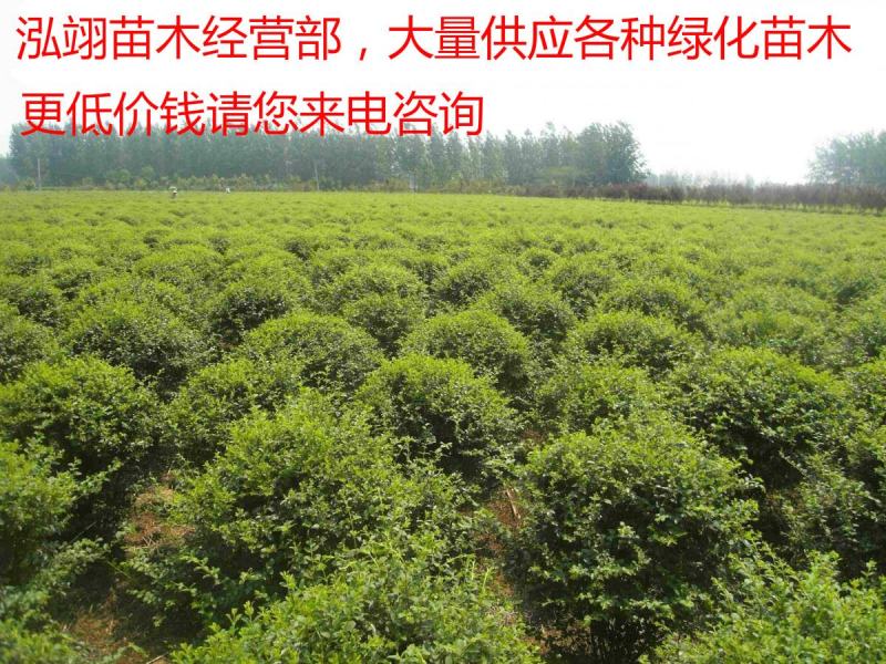 小叶女贞球种植基地海量现货销售中冠幅圆满球形好