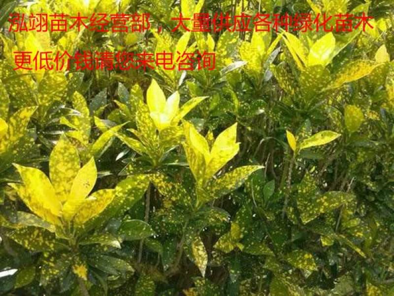 洒金桃叶珊瑚价格低质量优更低价钱请您来电咨询