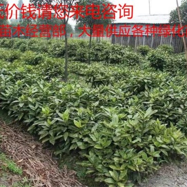 洒金桃叶珊瑚价格低质量优更低价钱请您来电咨询
