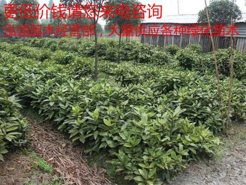 洒金桃叶珊瑚价格低质量优更低价钱请您来电咨询