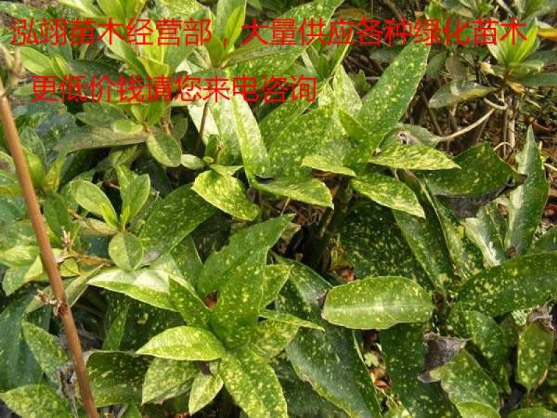 洒金桃叶珊瑚价格低质量优更低价钱请您来电咨询