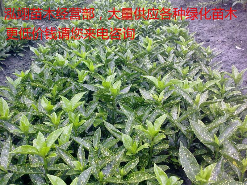 洒金桃叶珊瑚价格低质量优更低价钱请您来电咨询
