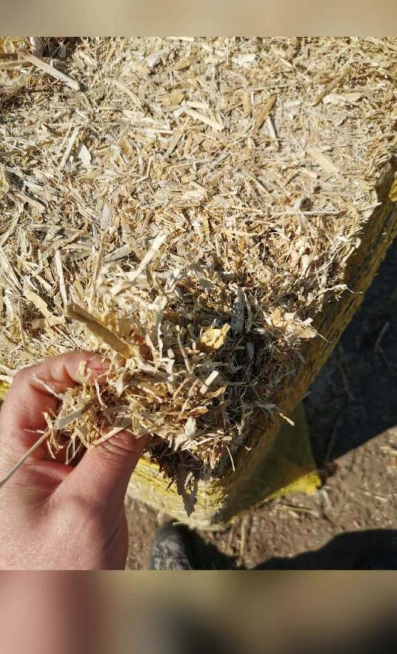 大量出售青储，量大的来价格绝对优惠