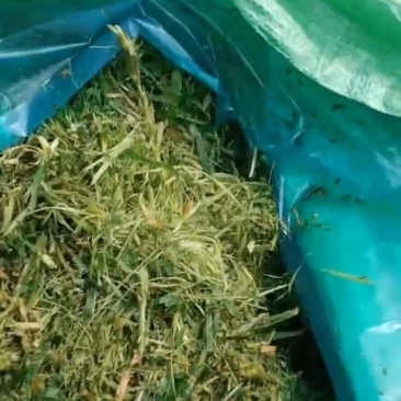 大量出售青储，量大的来价格绝对优惠
