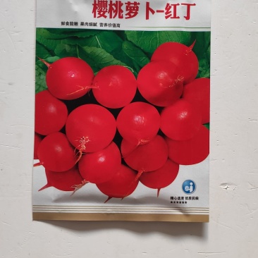 萝卜种子樱桃萝卜红丁肉质根呈圆球形皮薄而鲜红细嫩多汁