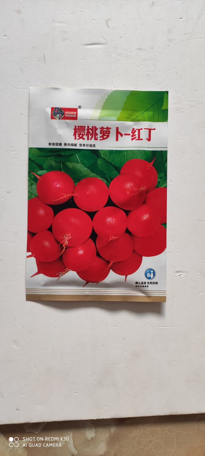 萝卜种子樱桃萝卜红丁肉质根呈圆球形皮薄而鲜红细嫩多汁