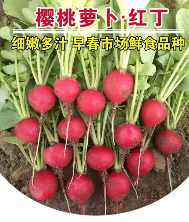 萝卜种子樱桃萝卜红丁肉质根呈圆球形皮薄而鲜红细嫩多汁