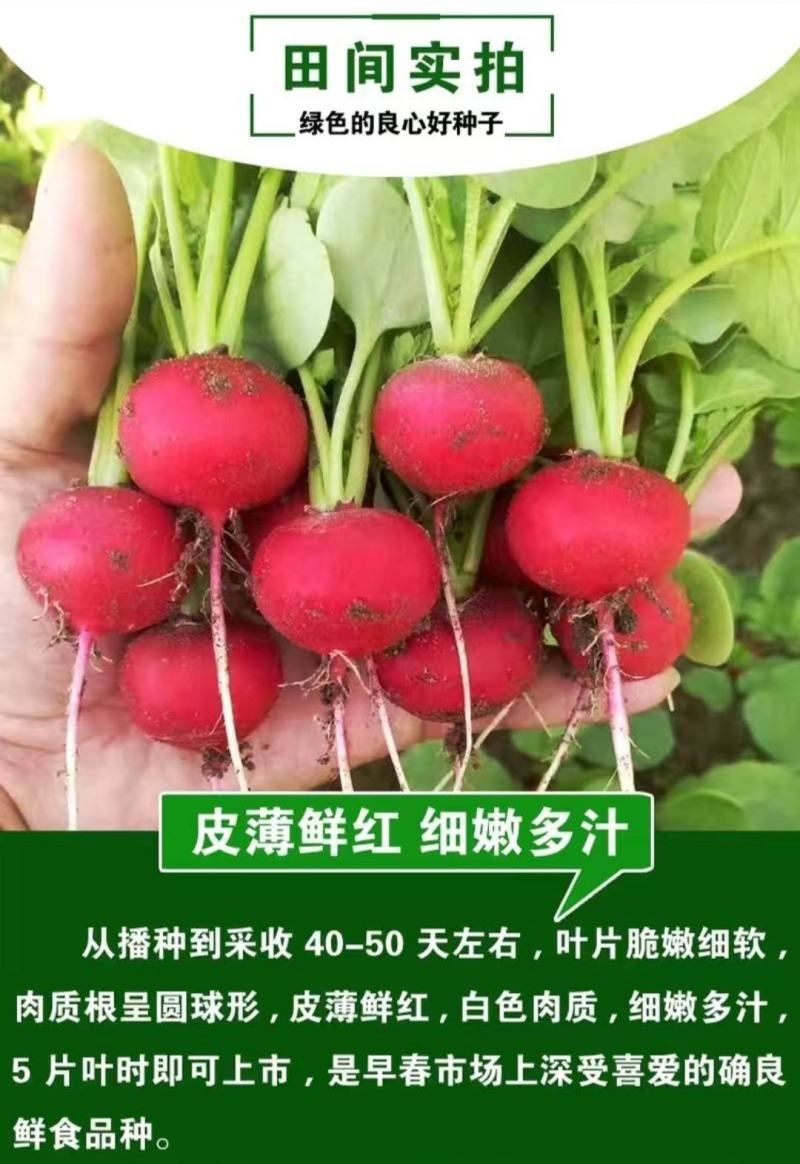 萝卜种子樱桃萝卜红丁肉质根呈圆球形皮薄而鲜红细嫩多汁