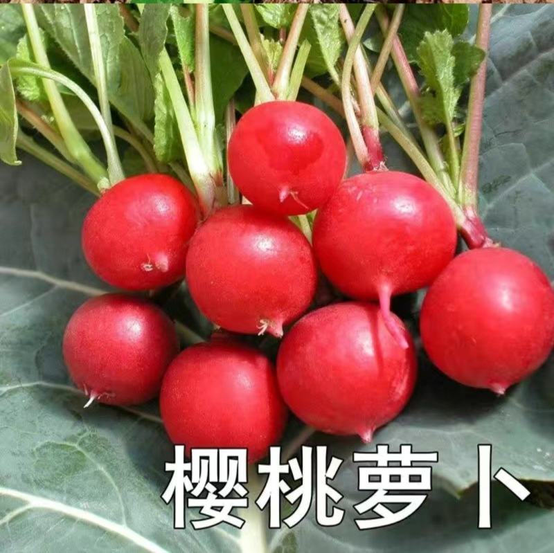 萝卜种子樱桃萝卜红丁肉质根呈圆球形皮薄而鲜红细嫩多汁
