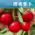 萝卜种子樱桃萝卜红丁肉质根呈圆球形皮薄而鲜红细嫩多汁