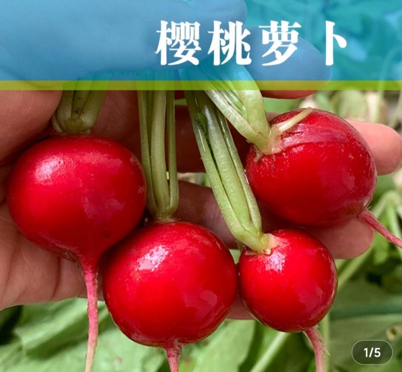 萝卜种子樱桃萝卜红丁肉质根呈圆球形皮薄而鲜红细嫩多汁