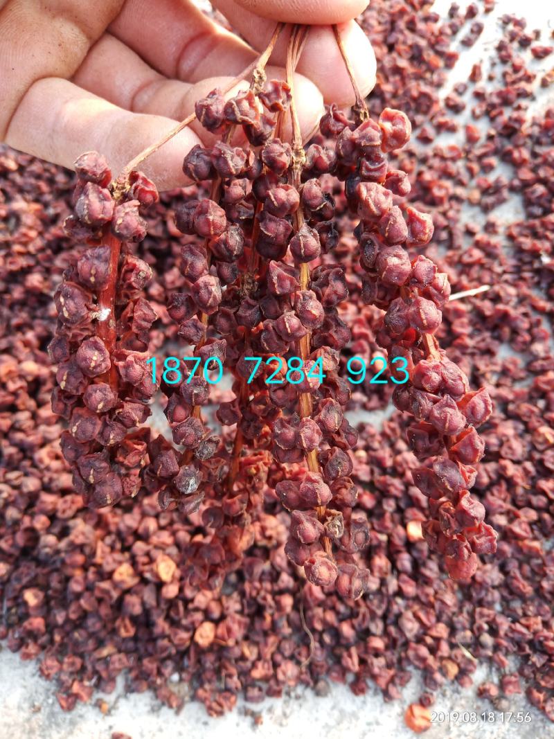 南五味子符合2020年药典标准可开发票