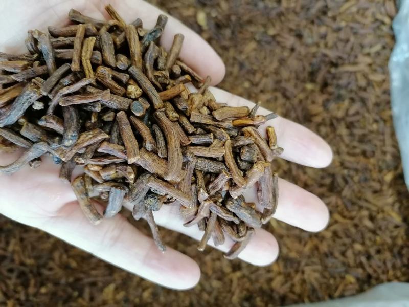 蒲公英根烘焙货熟蒲公英根各种规格中药材批发