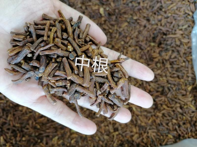 蒲公英根烘焙货熟蒲公英根各种规格中药材批发