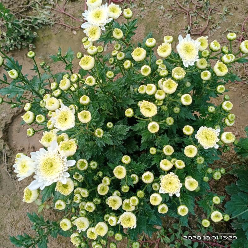 花卉盆景黄河故道菊花基地