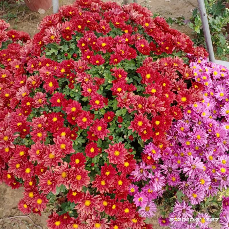 花卉盆景黄河故道菊花基地