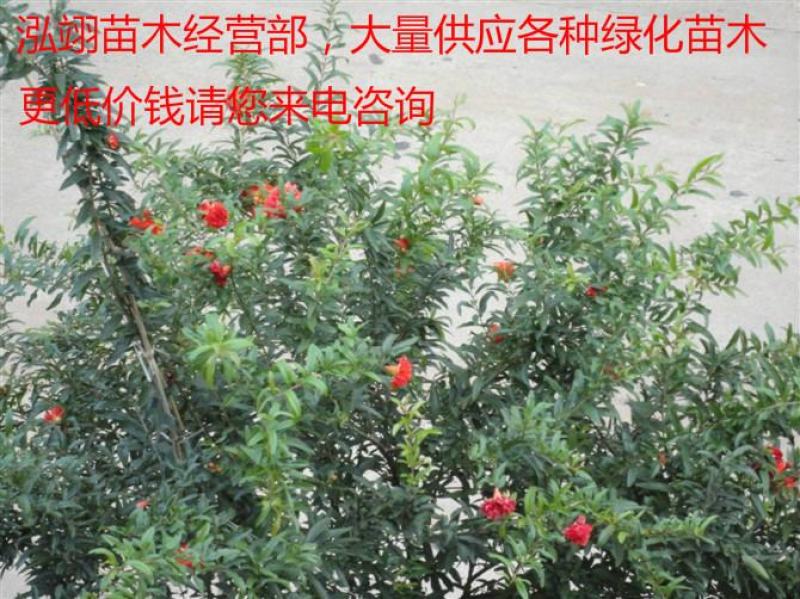 常年批发供应2-10公分地径的花石榴树价格低质量优