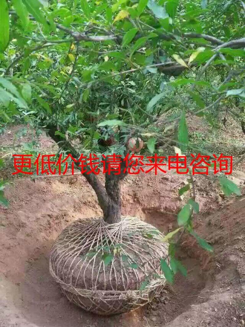 常年批发供应2-10公分地径的花石榴树价格低质量优