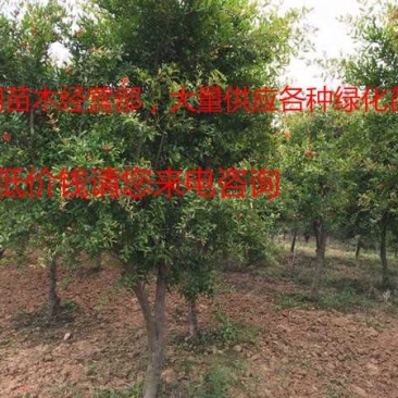 常年批发供应2-10公分地径的花石榴树价格低质量优