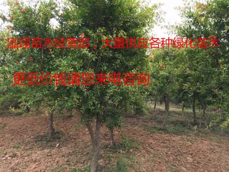 常年批发供应2-10公分地径的花石榴树价格低质量优