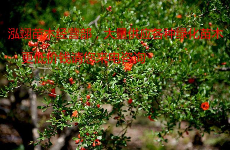 常年批发供应2-10公分地径的花石榴树价格低质量优