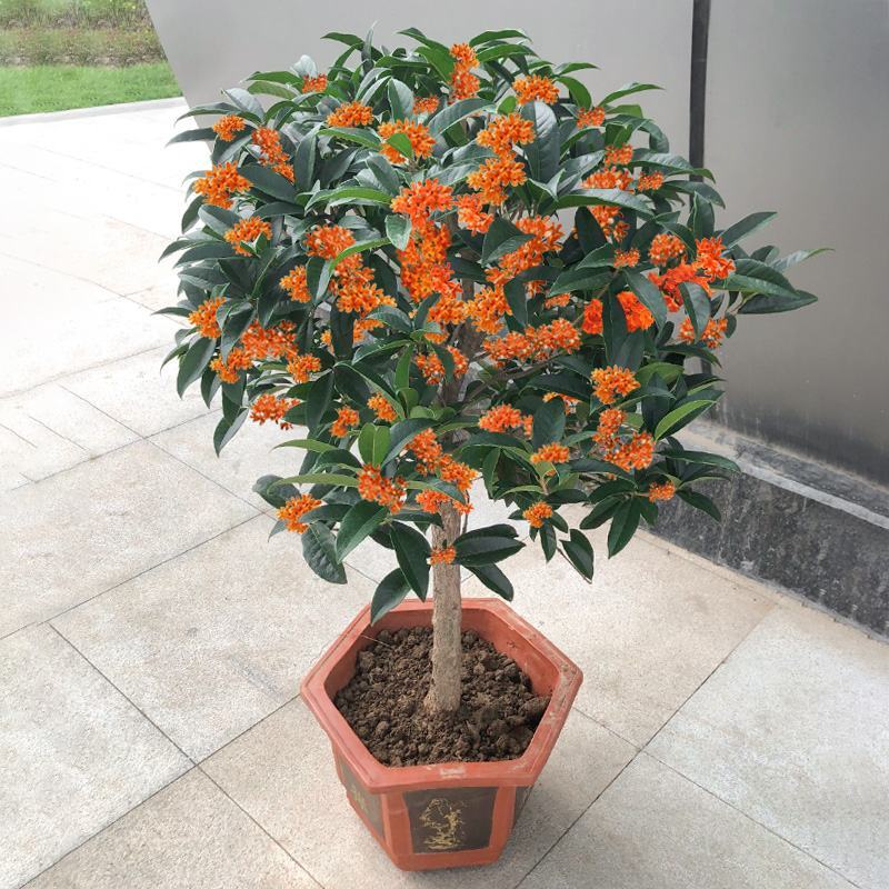 四季开花桂花树苗盆栽庭院绿化美观浓香型花卉绿植室内好养易